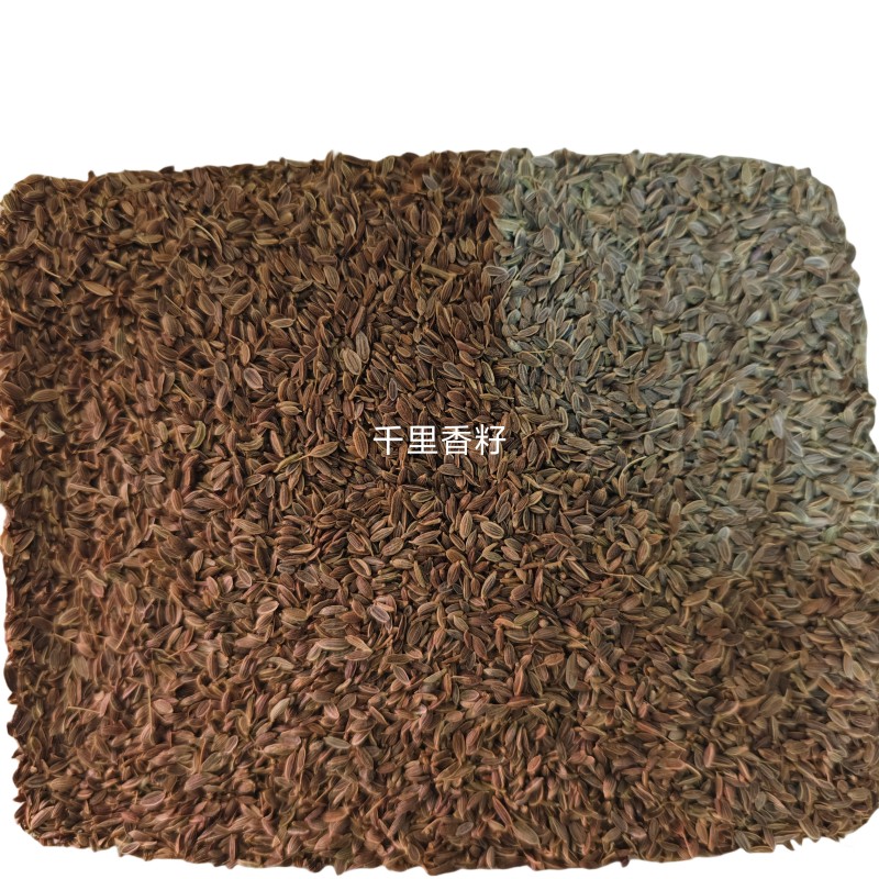 千里香籽